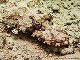 Krokodilfische