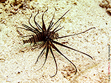 Feuerfisch