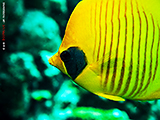 Maskenfalterfisch