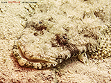 Korkodilfisch