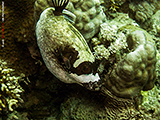 Maskenkugelfisch