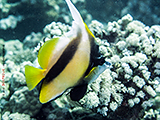 Rotmeer-Wimpelfisch