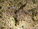 Flgelrossfisch