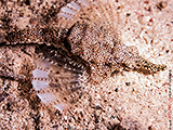Flgelrossfisch