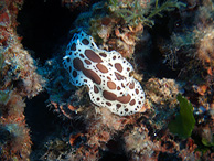Leopardenschnecke