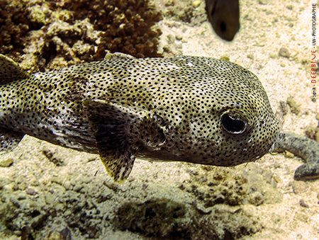 Kugelfisch