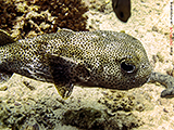 Kugelfisch
