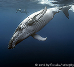ocean tribute